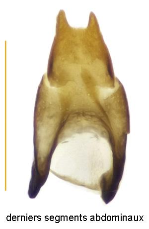 Réf. 310 630 : Stephostethus caucasicus